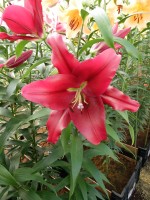 [5174 Borrello No01.JPG]